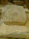 petrie0160.jpg (46284 bytes)