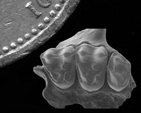 The fossilized upper molars of Biretia megalopsis appear with a one-pound British coin. The well-preserved fossil was discovered with other pieces of teeth, jaw, and facial bones by researchers working in the Egyptian desert. The fossil specimens belong to Biretia fayumensis and Biretia megalopsis, two ancient primate species previously unknown to science.  Erik Seiffert/Science.
