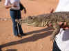 viajeegipto_findeaño2005_073.jpg (61782 bytes)