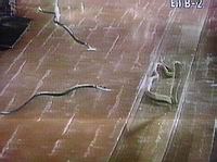 El mago arroja dos varas al suelo frente a la serpiente de Moisés