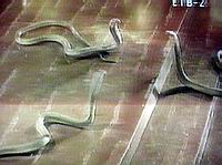 Las varas también se convierten en dos serpientes, pero la cobra de Moisés se traga las dos del mago de Ramsés II