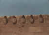 Le mur des cobra
