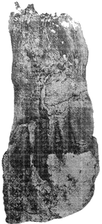 Posible pie momificado de Dyeser. III Dinastía. Cámara Funeraria de la Pirámide Escalonada en Saqqara.